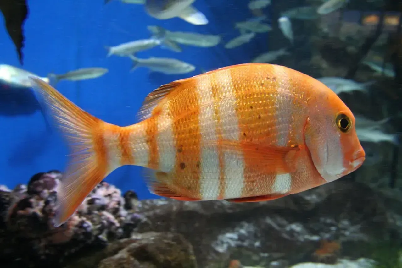 Red stumpnose b7589b45e79c90320c81e42440883526