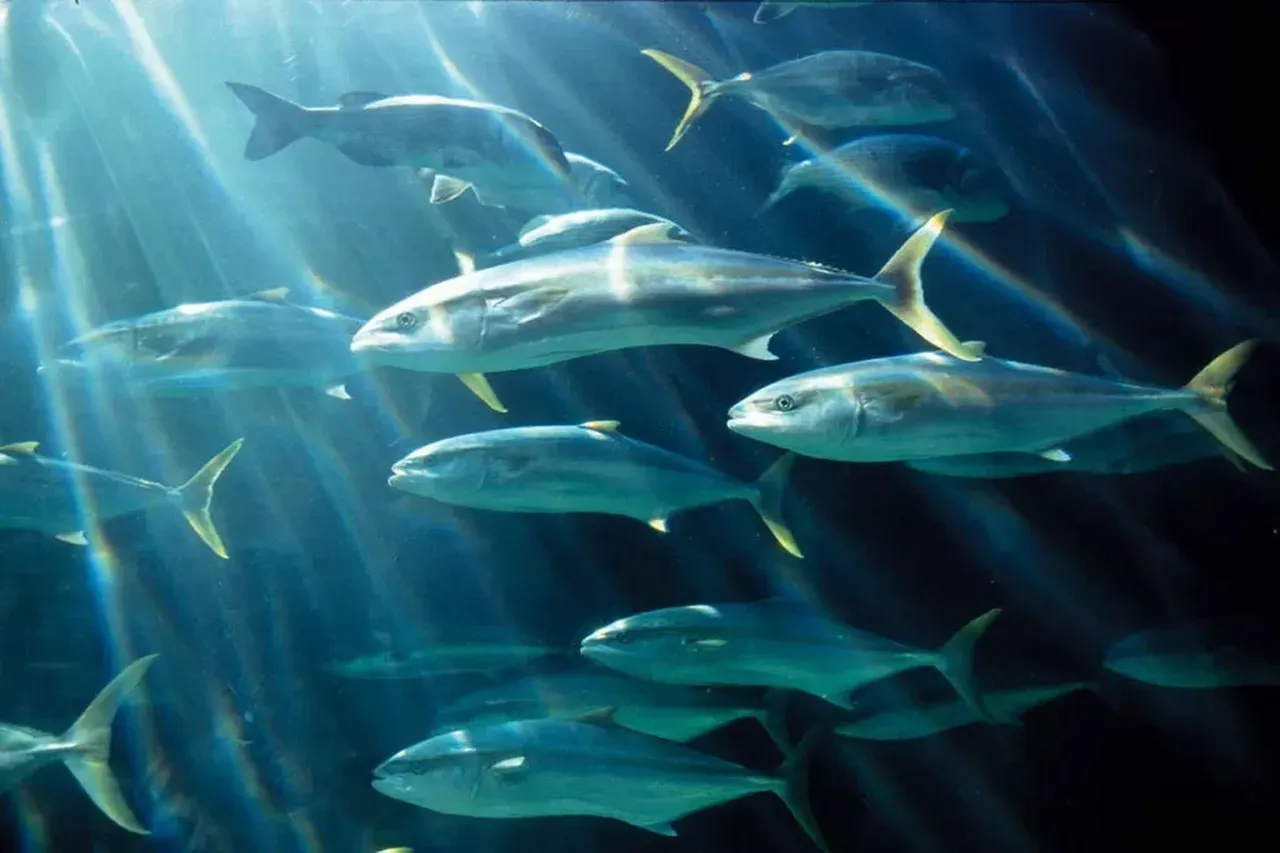 Yellowtail 20c2d9a21c94219a1804a096a53d79bd