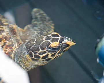 Meet Amber, a hawksbill turtle in rehabilitation at our Turtle Conservation Centre