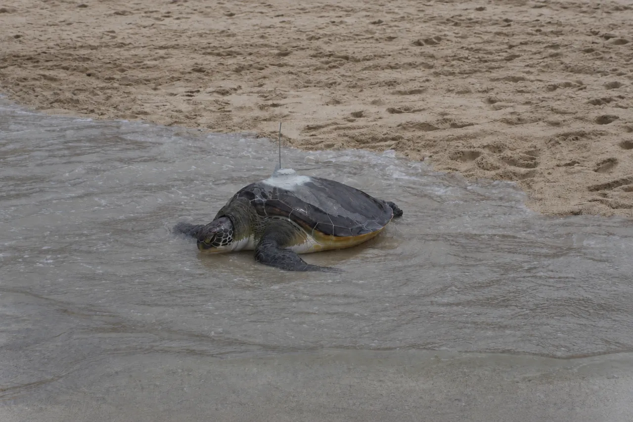 Sea Turtle in Shallow Surf