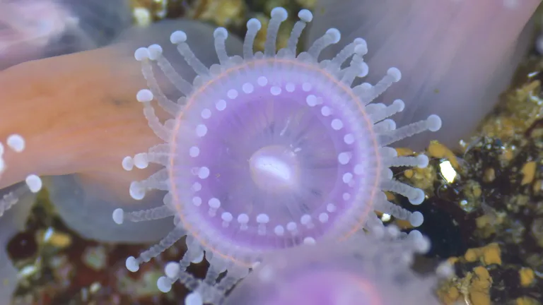 Strawberry anemone 1