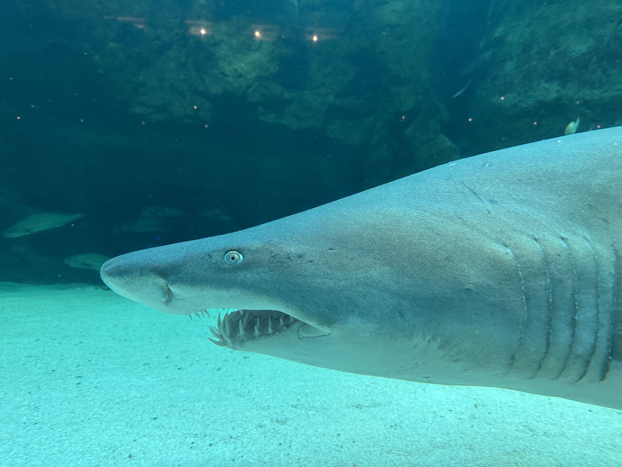 10 things you didn’t know about sharks