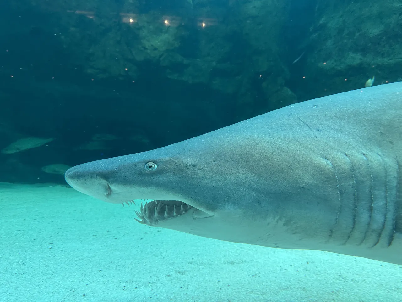 10 things you didn’t know about sharks
