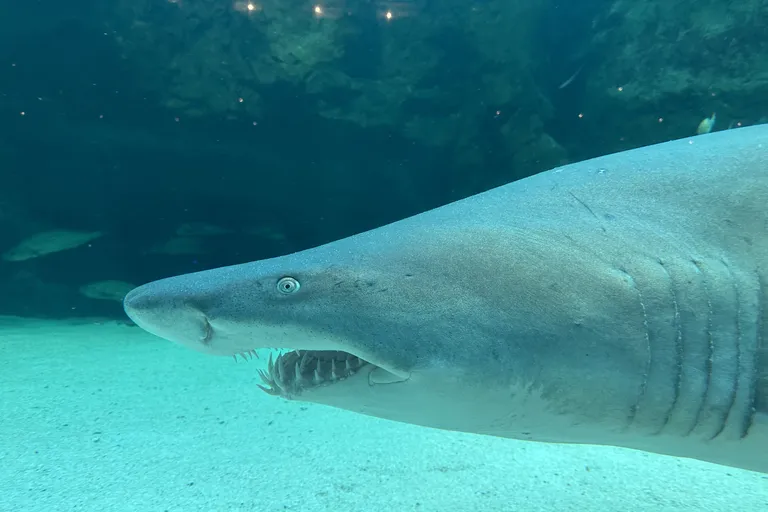 Shark Exhibit