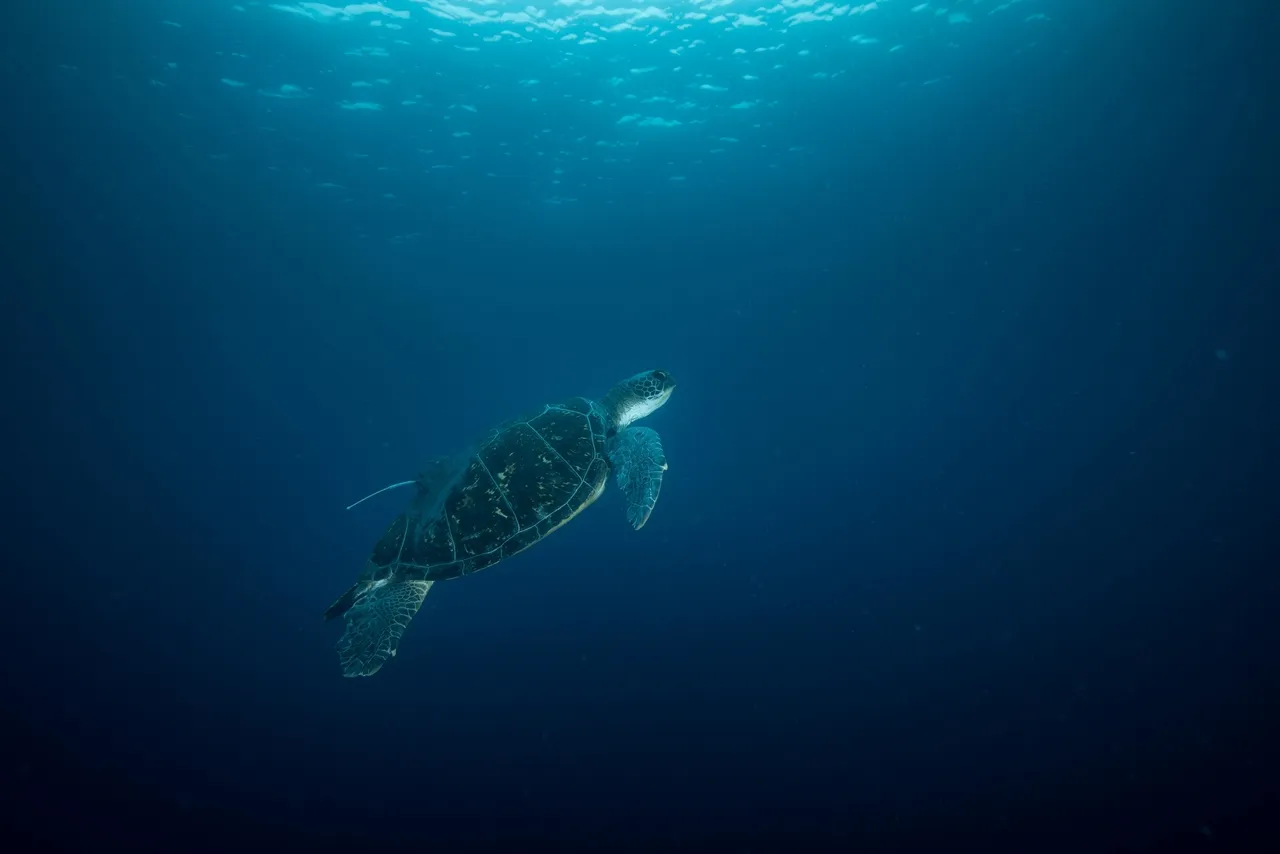 Tag, you’re it! The basics of turtle tagging