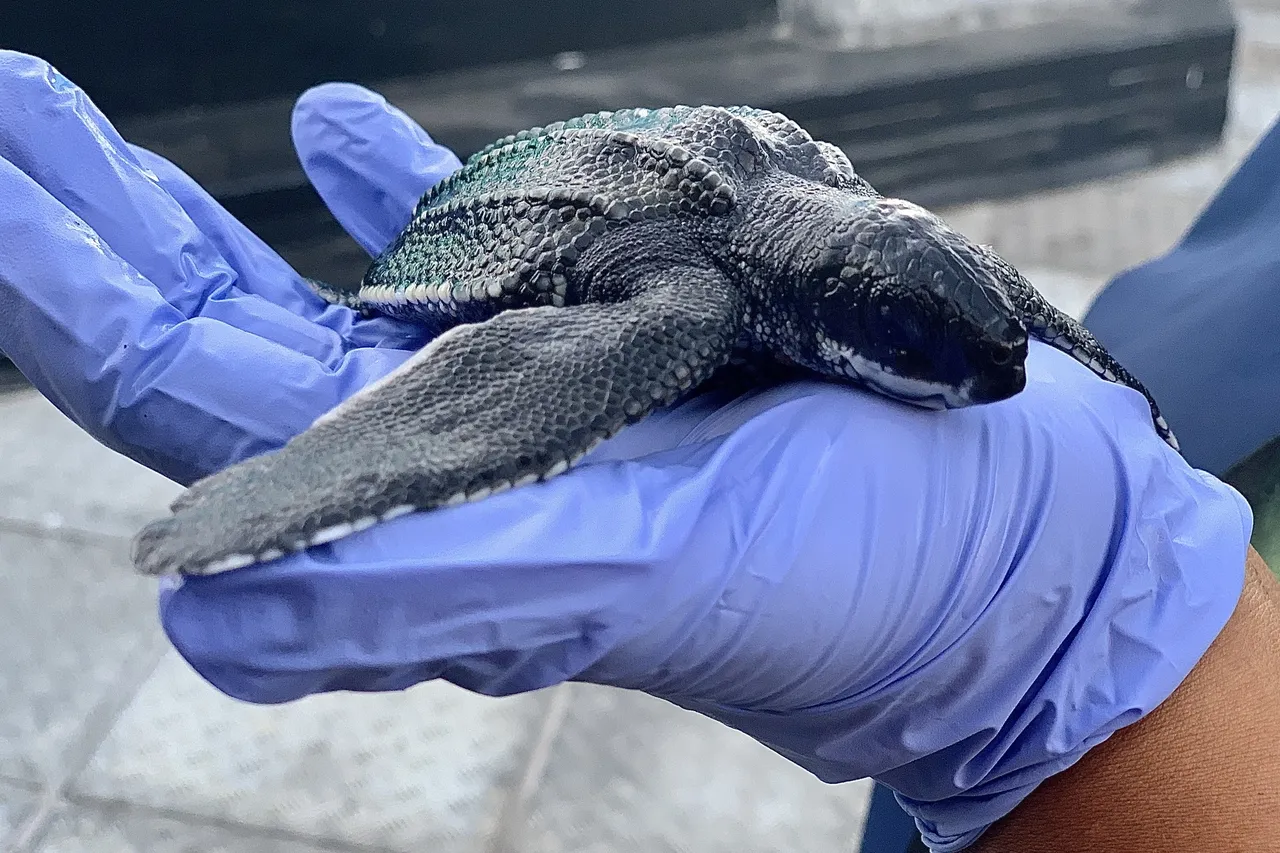 Leatherback hatchling Martine Viljoen 1