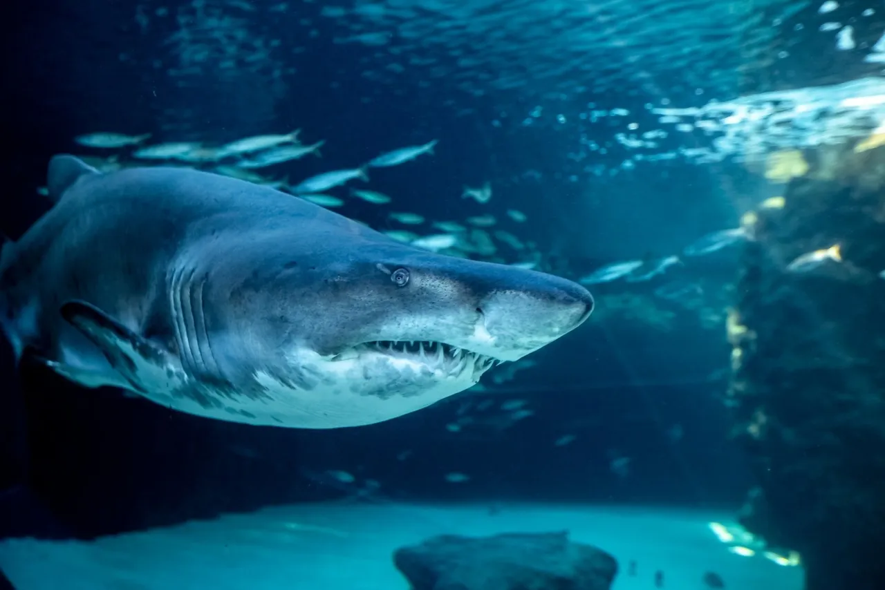 Top 10 interesting things to spot in our Save Our Seas Foundation Shark Exhibit