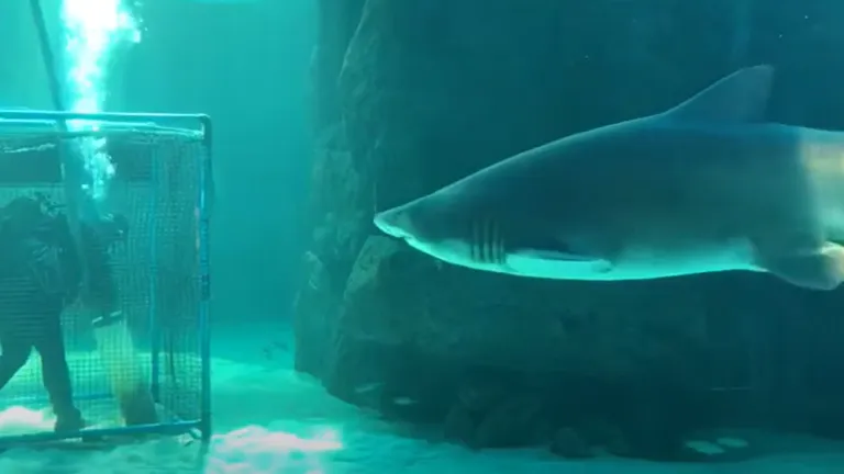 Top 10 interesting things to spot in our Save Our Seas Foundation Shark Exhibit