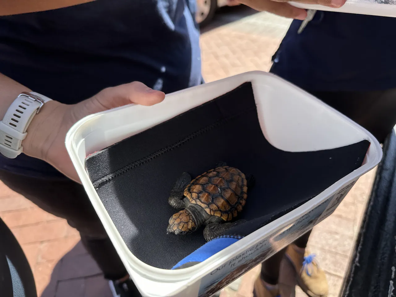 What happens when a hatchling arrives at the Turtle Conservation Centre?