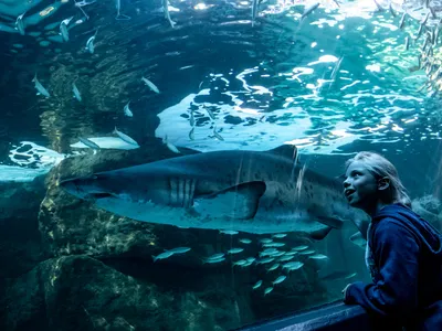 Two Oceans Aquarium showcase 1