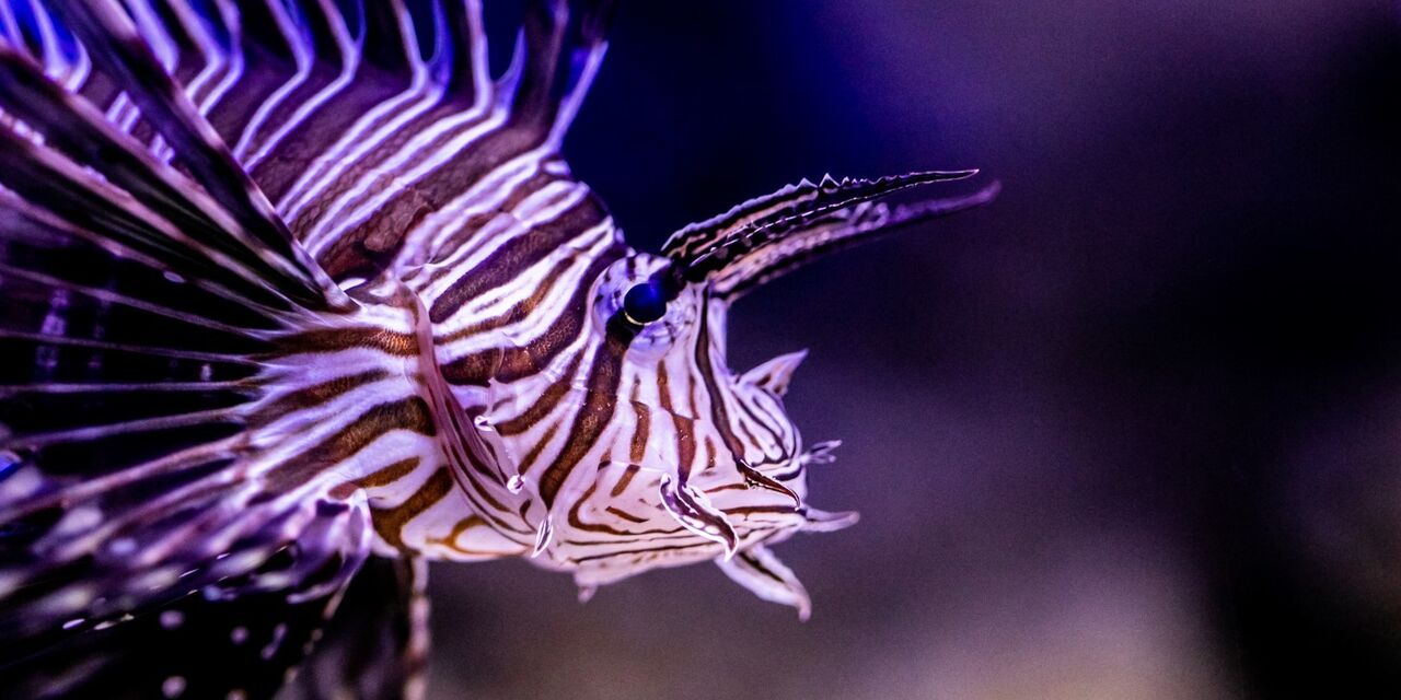 Discover marine life