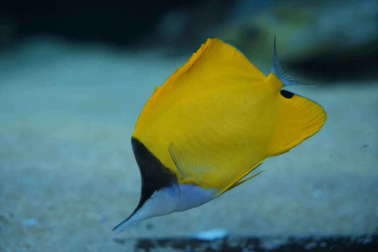Longnose butterflyfish