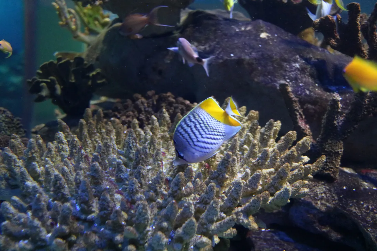 Pearly butterflyfish