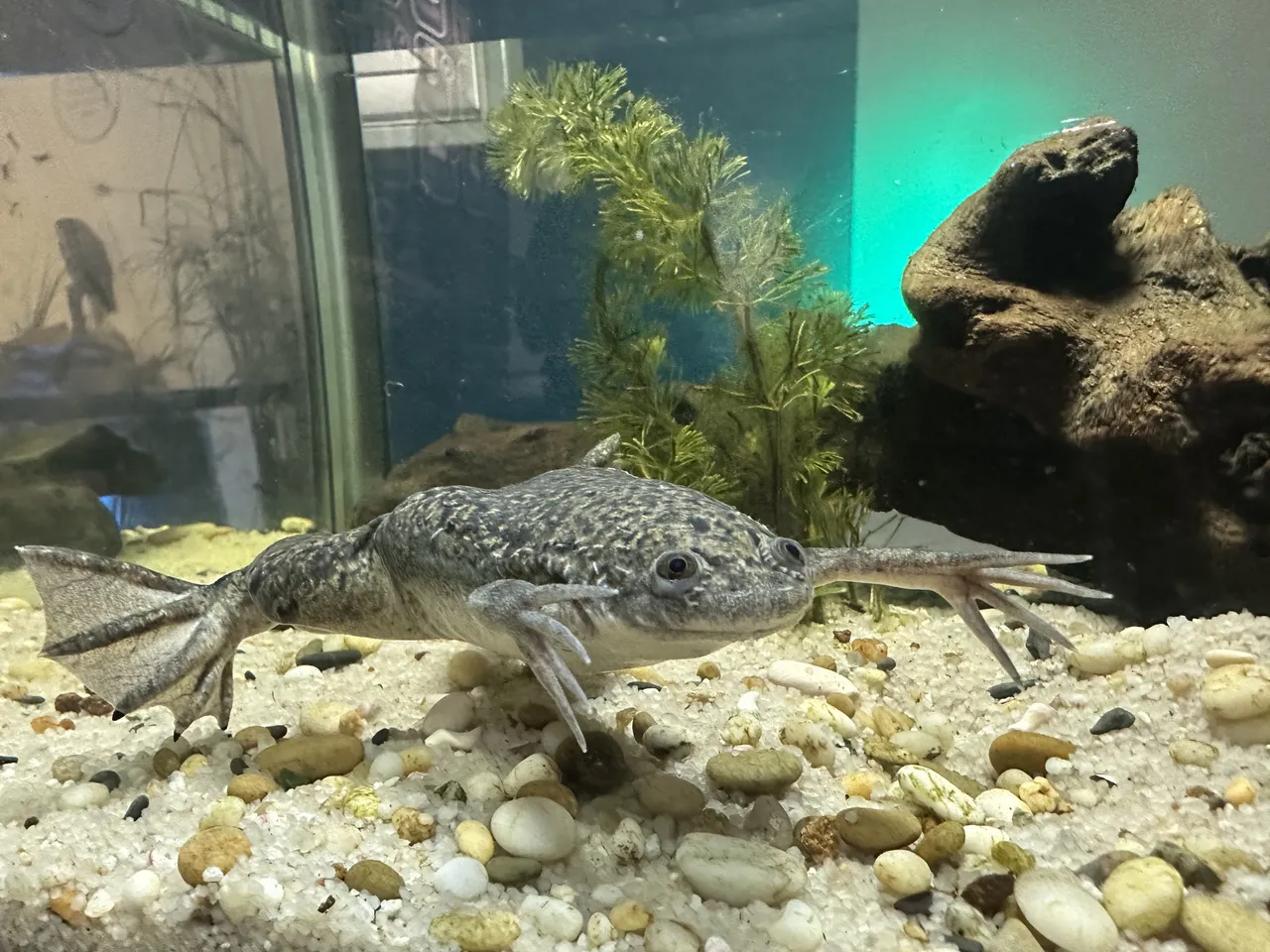 Common platanna (African clawed frog)