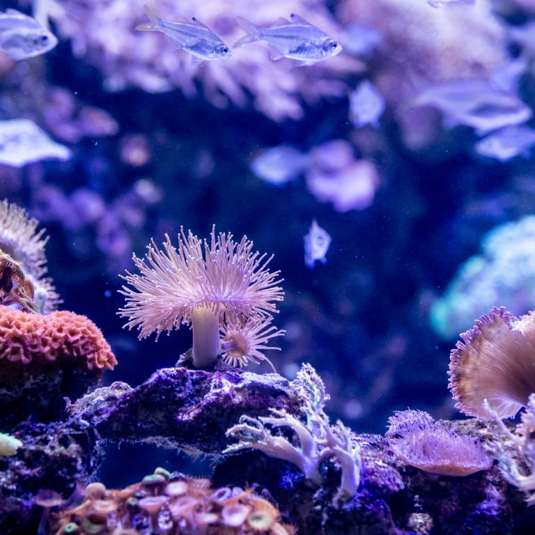 Two Oceans Aquarium Coral Reefs top-10-best-water-pills-for-weight-losses-2021-bestgamingpro
