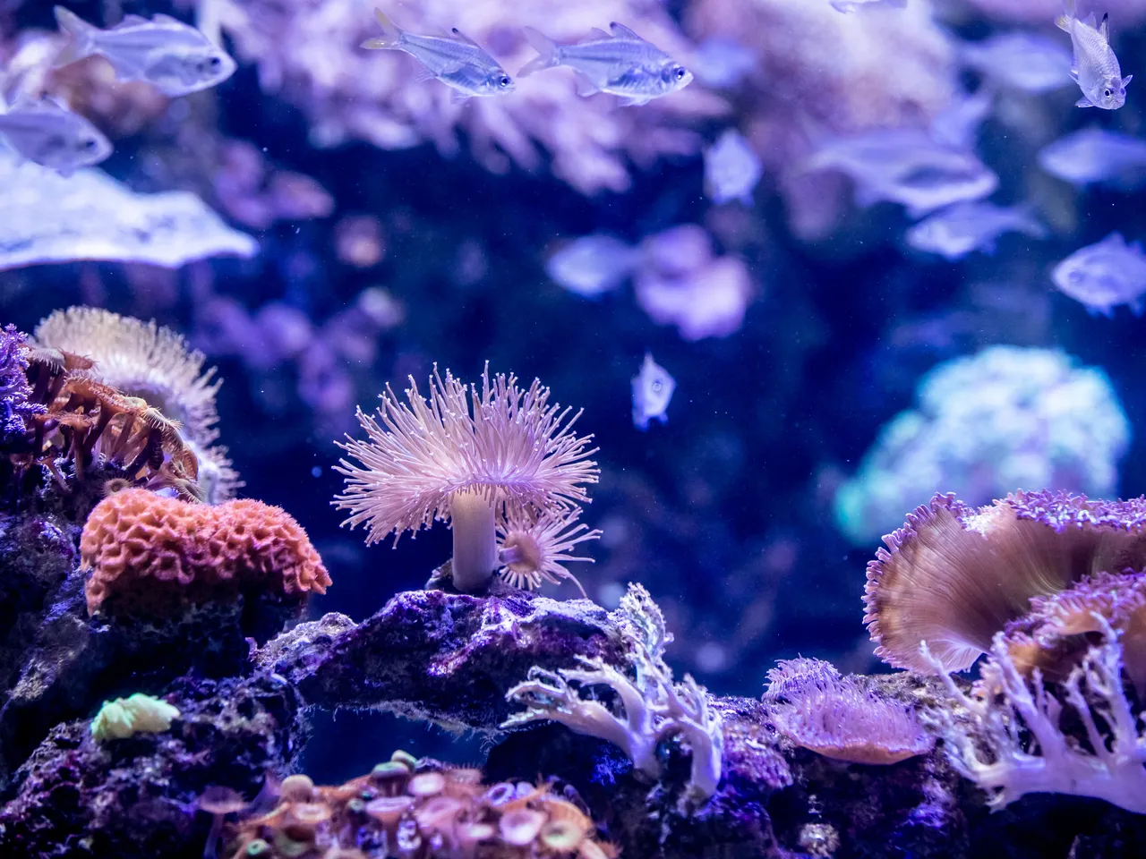 Coral reefs