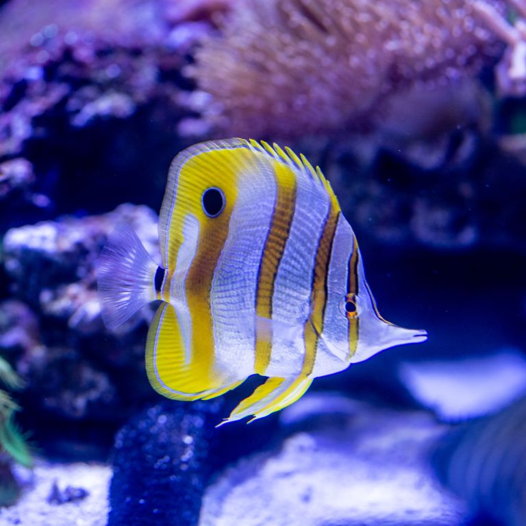 Two Oceans Aquarium Coral Reefs two-oceans-aquarium-coral-reefs
