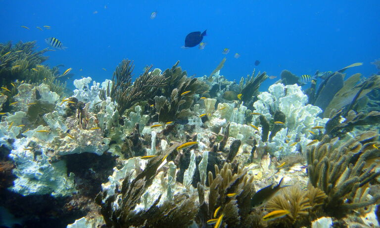 Coral reefs