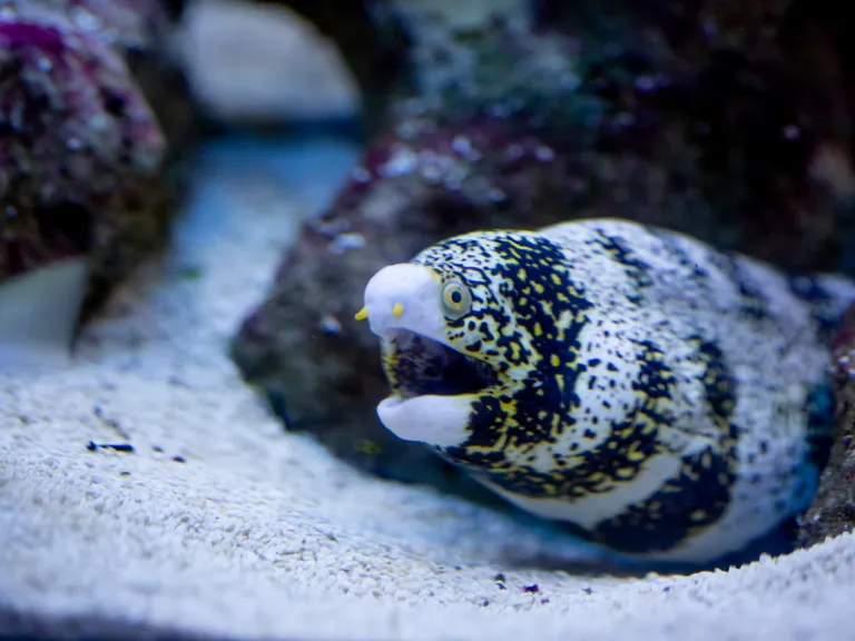 Moray eels