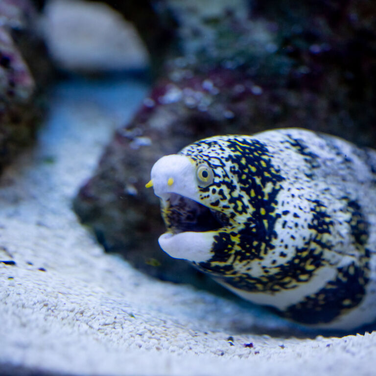 Moray eels