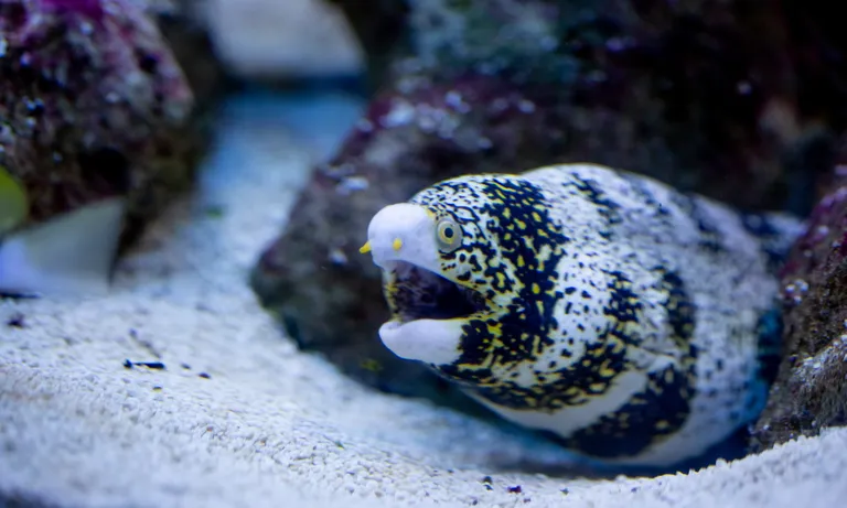 Moray eels