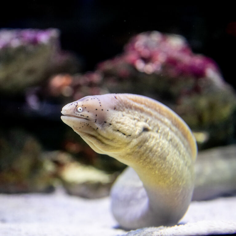 Moray eels