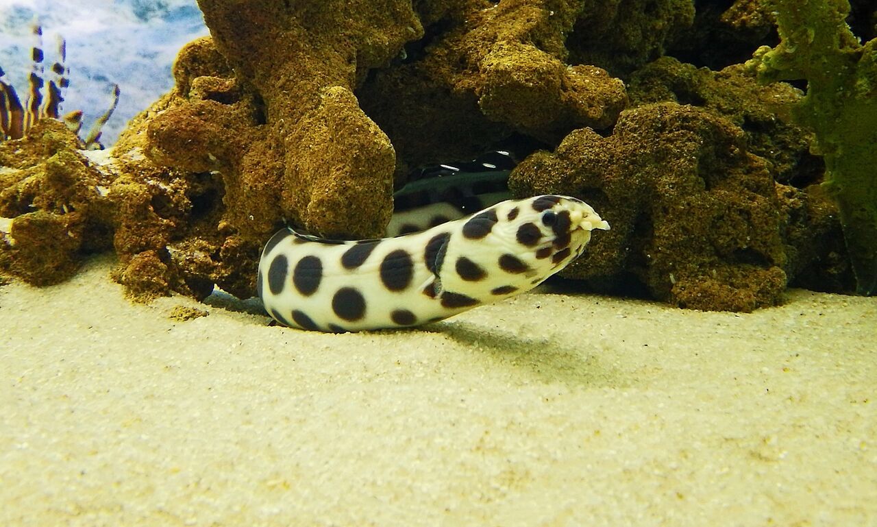 Ocellated snake-eel