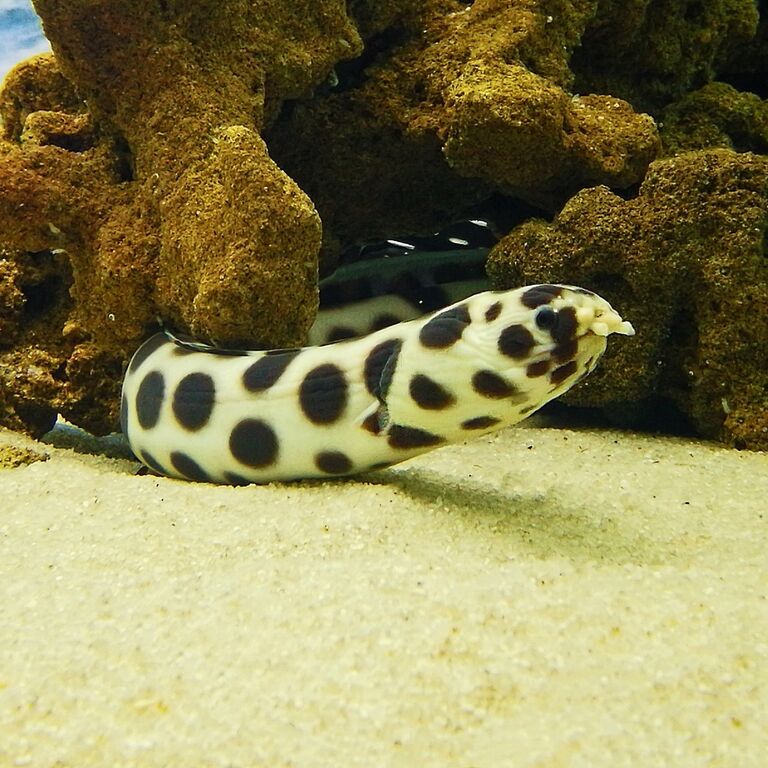 Moray eels
