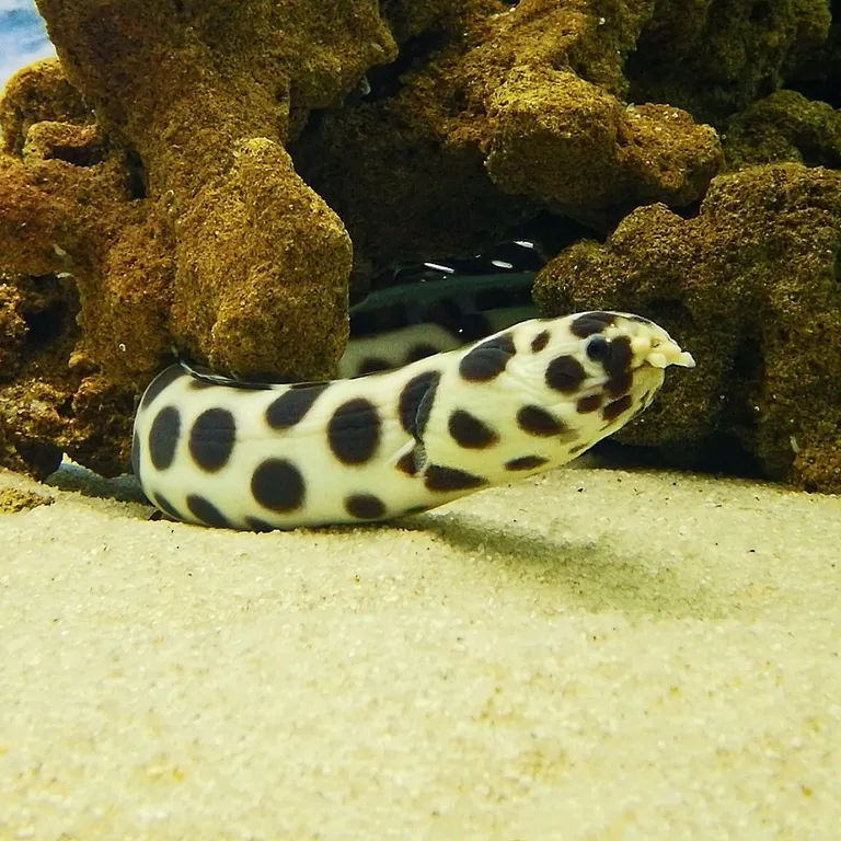 Moray eels