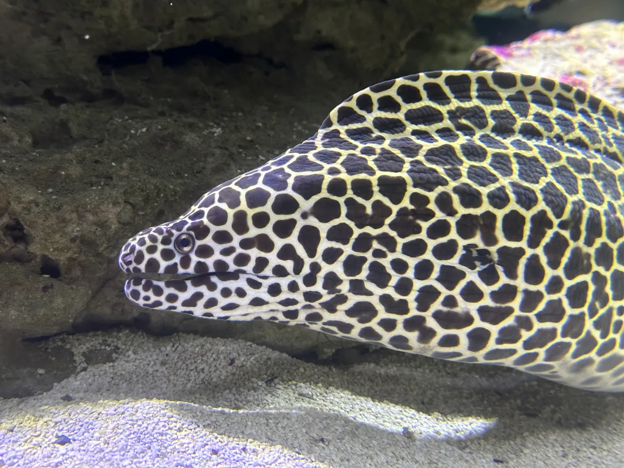 Honeycomb moray eel