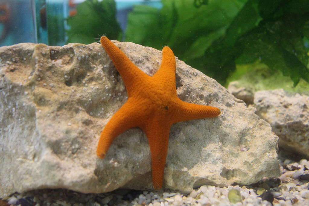 Two Oceans Aquarium | Starfish – general information