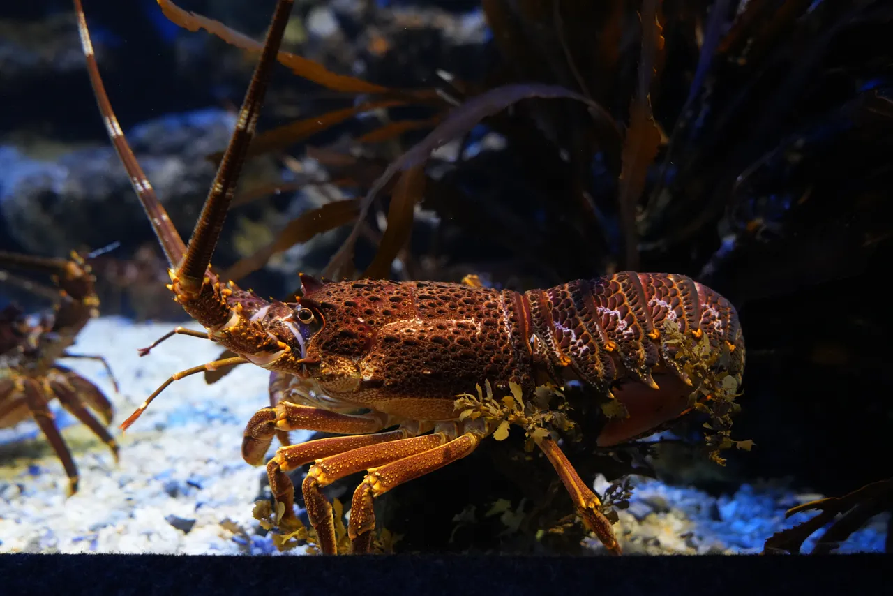 South coast rock lobster