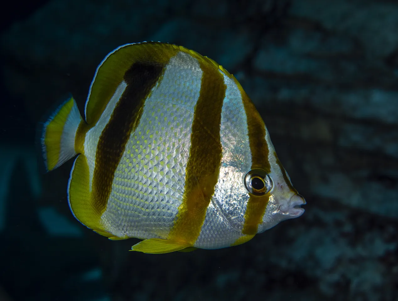 South African Butterflyfish
