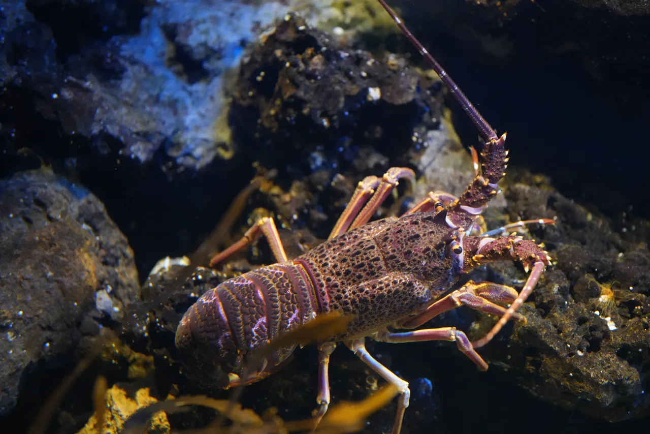 West Coast rock lobster