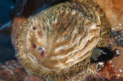Two Oceans Aquarium | Learn more about the almost-extinct abalone or…