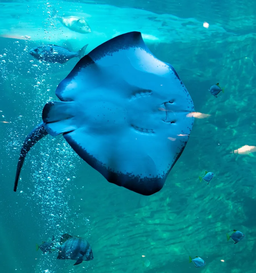 Short-tail stingray