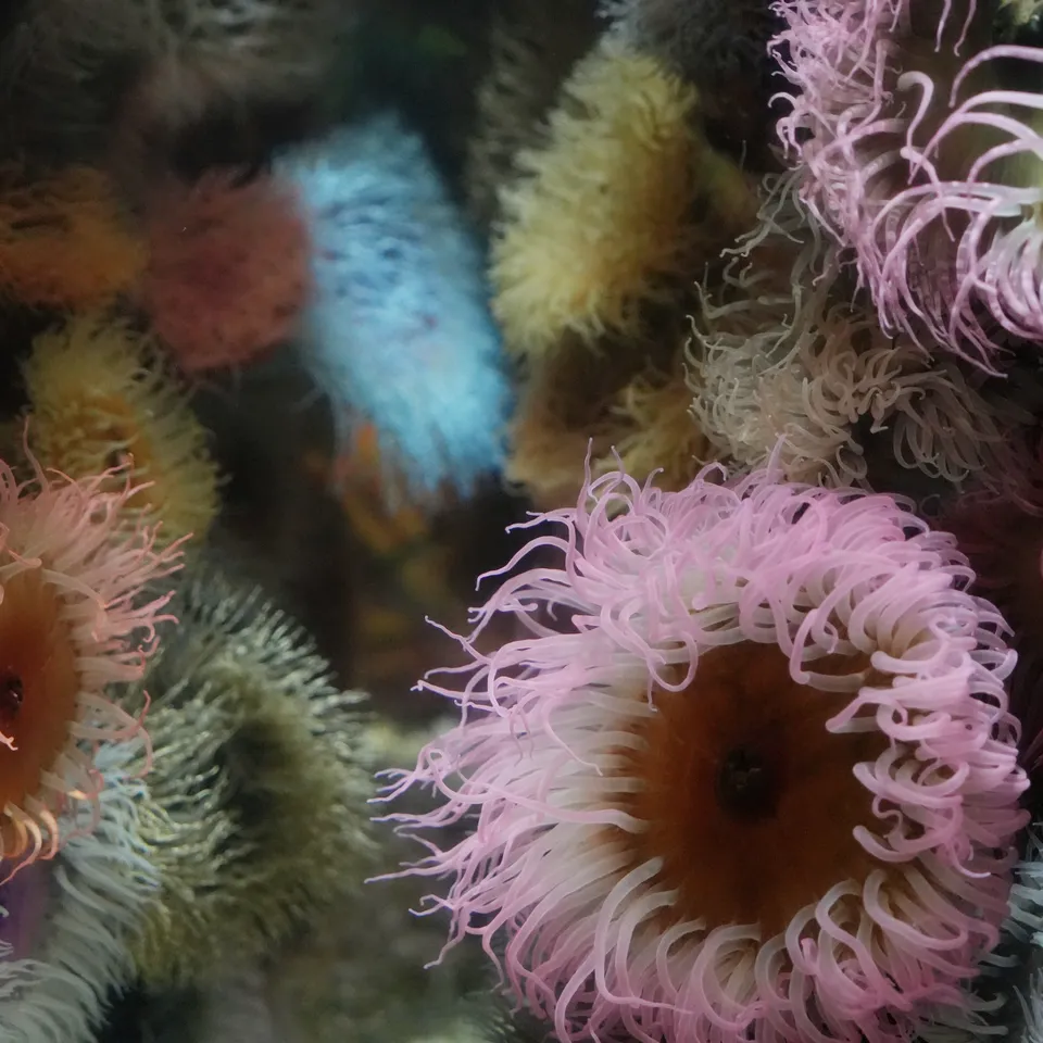 Sea anemones