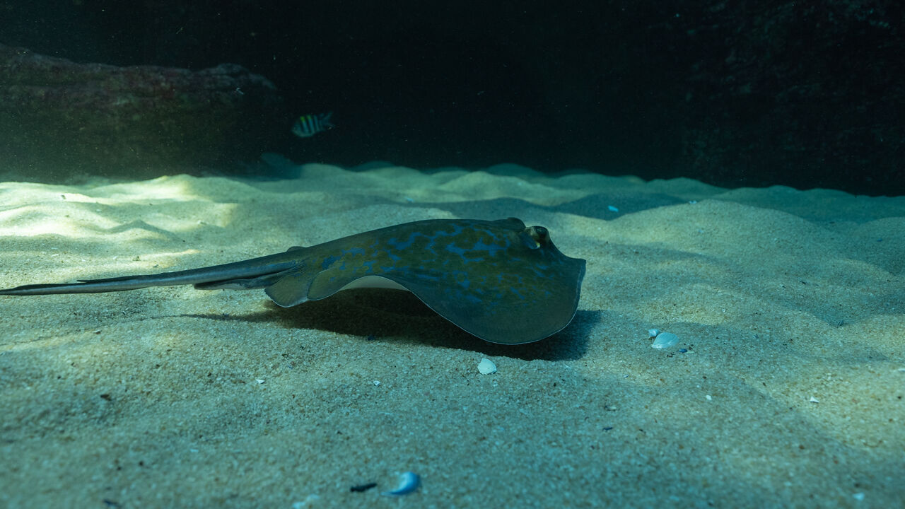 Blue stingray