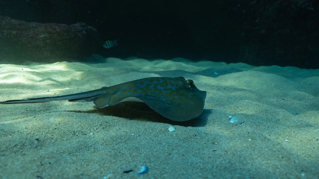 Blue stingray