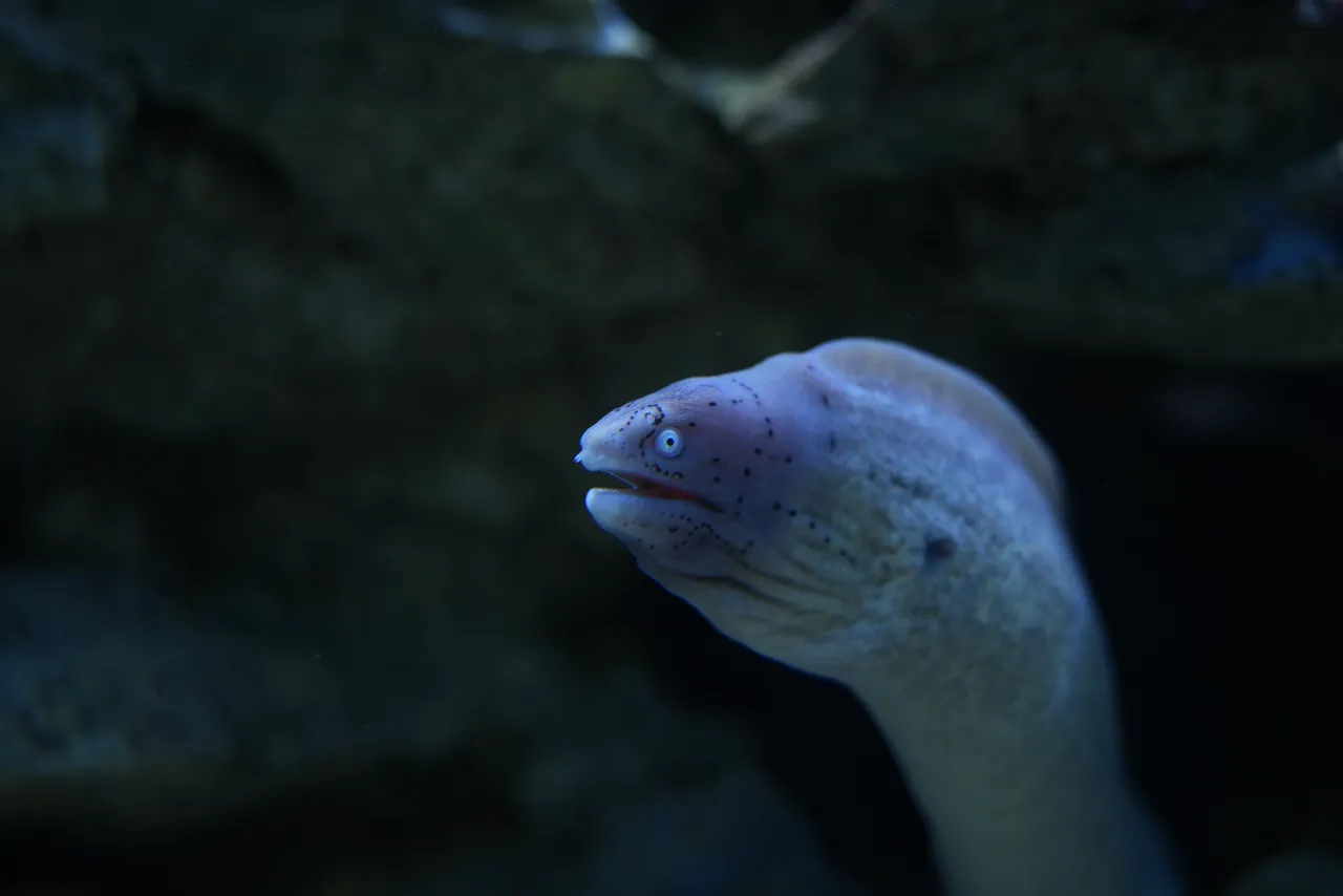 Geometric moray eel