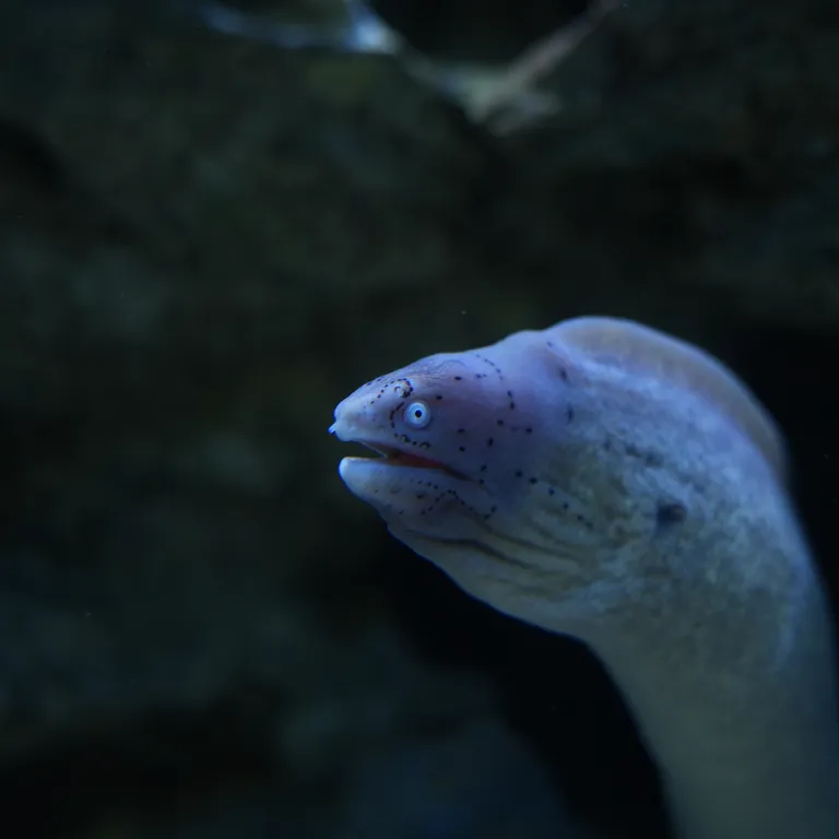Moray eels