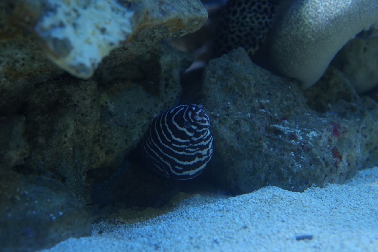 Two Oceans Aquarium Zebra moray eel
