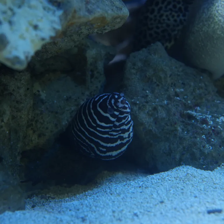 Moray eels