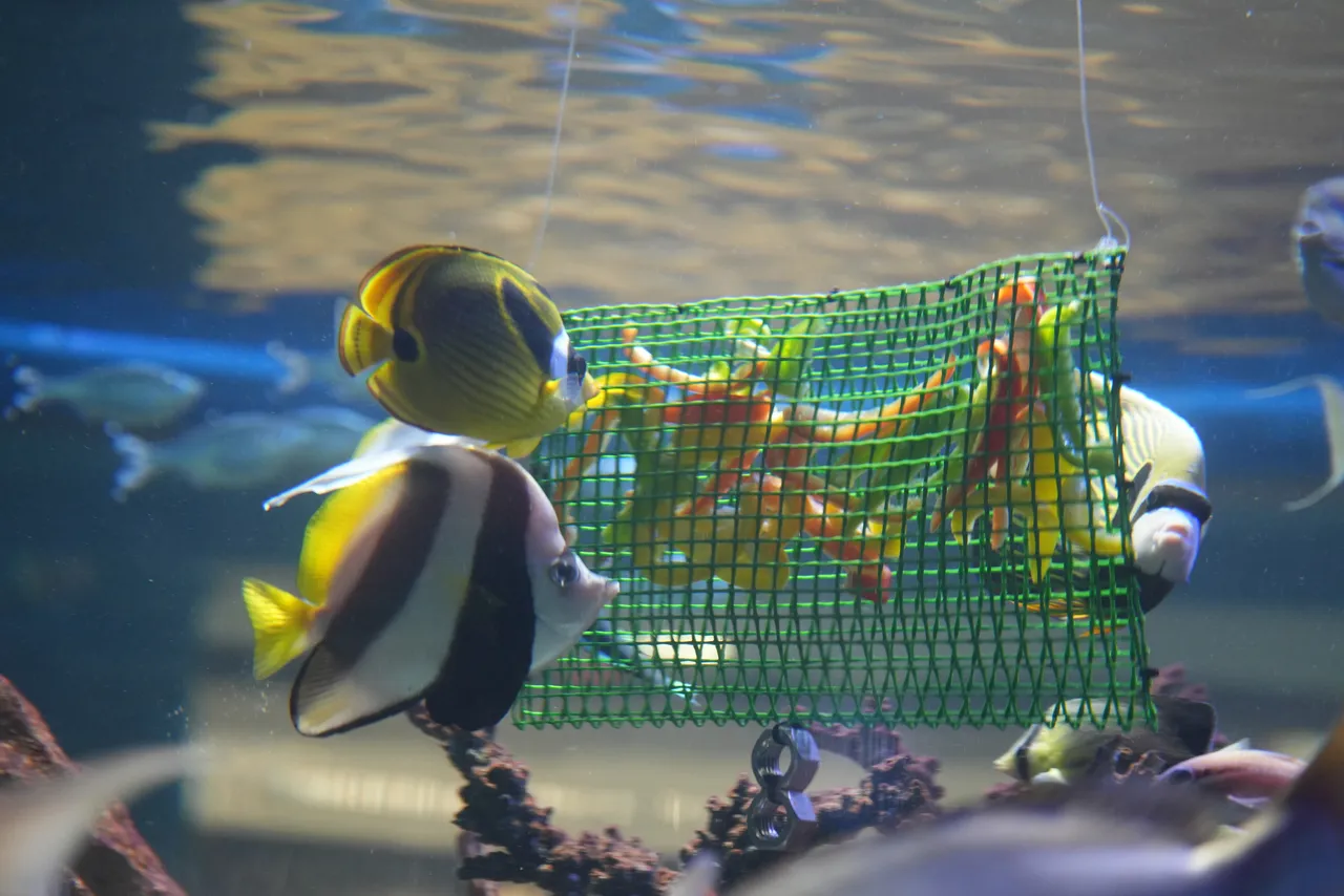 Enrichment at the Two Oceans Aquarium: Why grazing matters