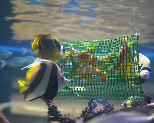 Enrichment at the Two Oceans Aquarium: Why grazing matters