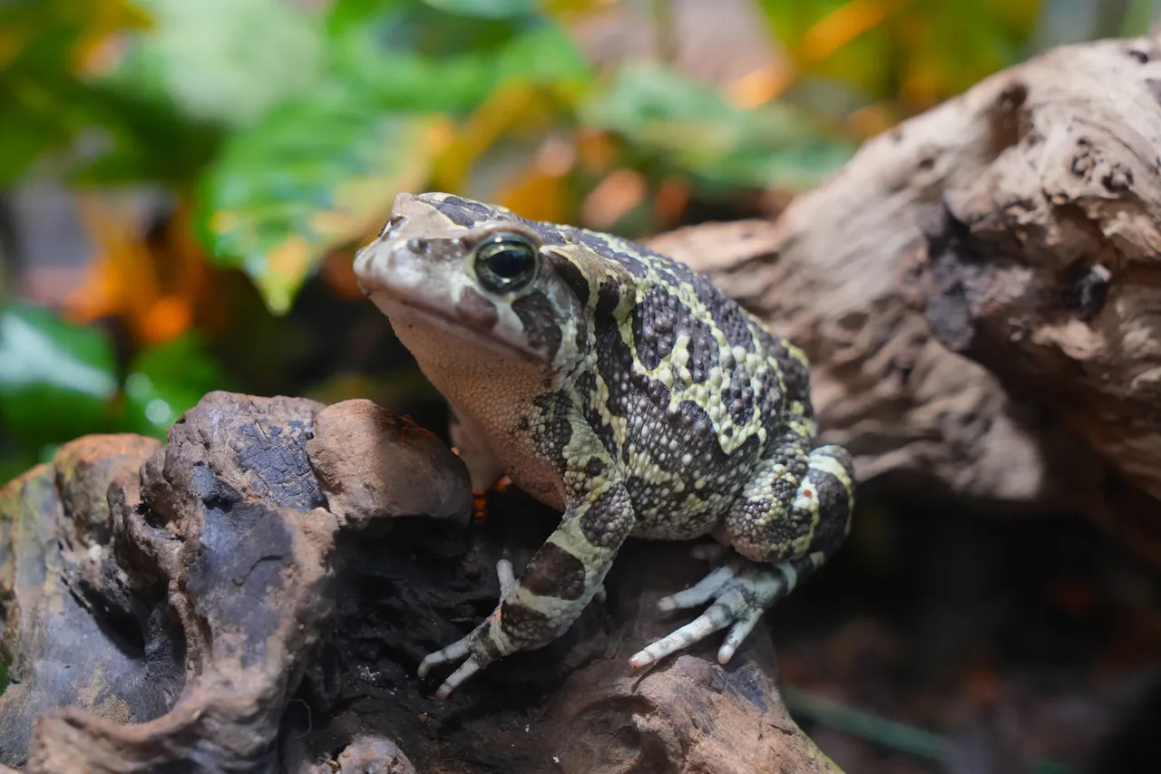 How the Two Oceans Aquarium cares for our Western leopard toads