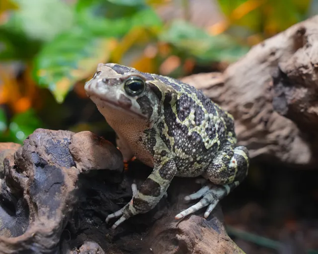 How the Two Oceans Aquarium cares for our Western leopard toads