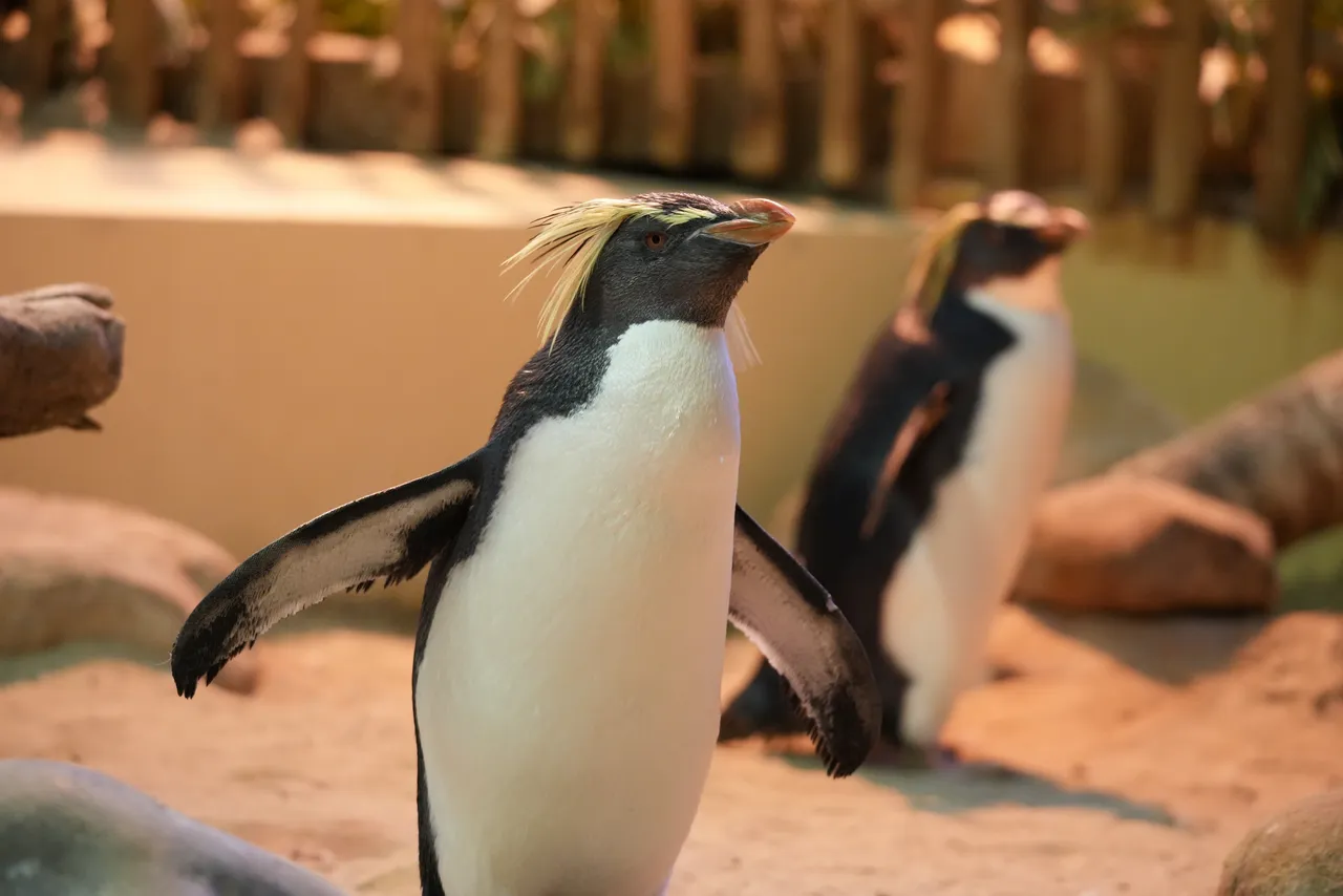 What’s the life of a penguin like at the Two Oceans Aquarium?