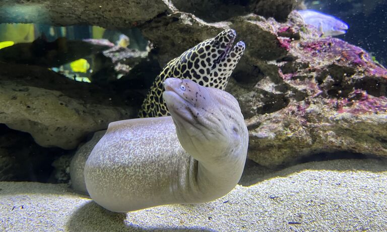Moray eels