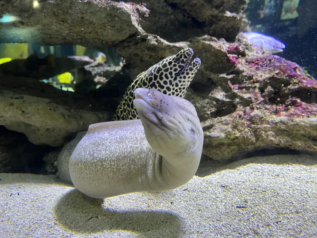 Moray eels